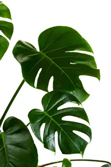Prints of Monstera deliciosa, the Hurricane or Swiss Cheese Plant on white background Plant Photography Prints: Monstera deliciosa palm house plant isolated on white