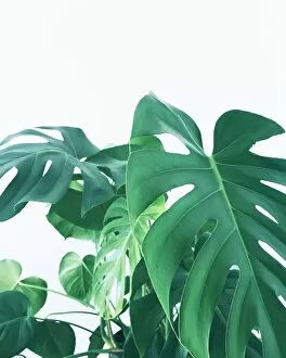 Images Dated 19th November 2017: Monstera huge leaves on white background