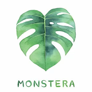 Hawaii Islands Gallery: Monstera Leaf Illustration