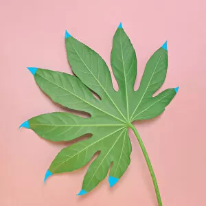 Pink Color Gallery: Monstera leaf with painted tips