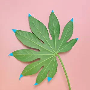 Images Dated 3rd February 2017: Monstera leaf with painted tips