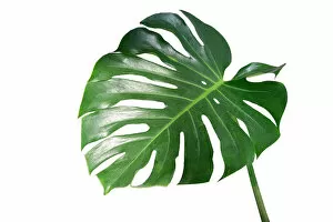 Beautiful Collection: Monstera leaves leaves with Isolate on white background Leaves on white