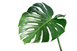Beautiful Prints: Monstera leaves leaves with Isolate on white background Leaves on white