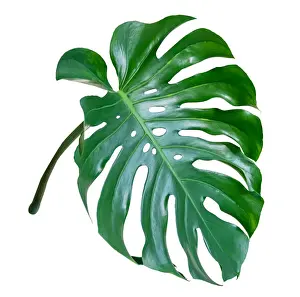 Jungle Prints: Monstera leaves leaves with Isolate on white background Leaves on white