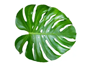 Jungle Prints: Monstera leaves leaves with Isolate on white background Leaves on white