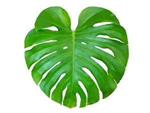 Jungle Prints: Monstera leaves leaves with Isolate on white background Leaves on white