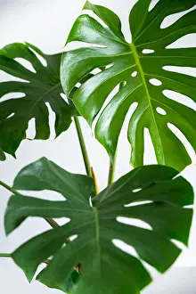 Jungle Prints: Monstera leaves leaves with Isolate on white background Leaves on white
