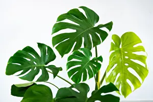 Jungle Prints: Monstera leaves leaves with Isolate on white background Leaves on white