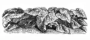 Vegetarian Food Prints: Monstrous spinach of Viroflay