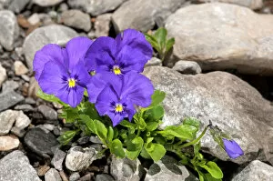 Swiss Collection: Mont-Cenis violets or pansies -Viola cenisia-, Sanetschpass, Switzerland