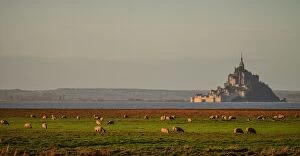 Images Dated 29th December 2015: Mont-Saint-Michel with sheeps at sunrise