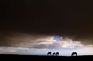 Four Animals Prints: Montana. Other common names: cayuse