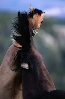 Headshot Prints: Montana. Feral horse breed is found in Mexico and plains of western North America