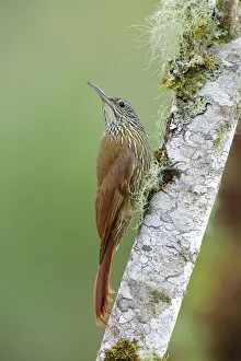 Images Dated 4th April 2017: Montane woodcreeper (Lepidocolaptes lacrymiger)