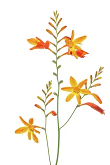 Prints of Colourful orange and yellow star shaped flowers of Montbretia, a summer flowering bulb of the Iris family Blooming Beauty: Montbretia