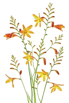 Montbretia