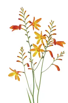 Prints of Colourful orange and yellow star shaped flowers of Montbretia, a summer flowering bulb of the Iris family Blooming Beauty: Montbretia