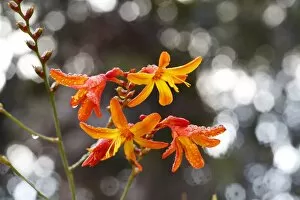 Iris Family Gallery: Montbretia or Coppertips -Crocosmia-, invasive plant in Hawaii, Big Island, Hawaii, USA
