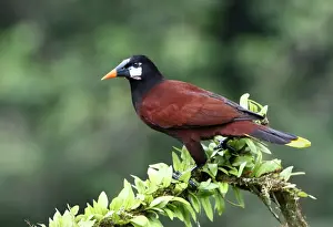 Montezuma Oropendola (Psarocolius montezuma), Costa Rica