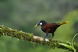 Montezuma Oropendola (Psarocolius montezuma)