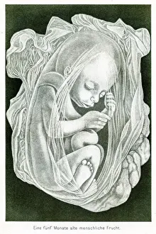 Fetus Prints: Five month baby anatomy engraving 1857