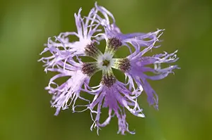 Fringe Prints: Montpellier Carnation or Fringed Pink (Dianthus monspessulanus)