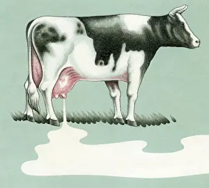 Prints of An illustration shows a cow standing in the grass as milk pours from its udders into puddle on the ground, circa 1938. (Jim Heimann Collection/Getty Images) A Visual Journey Through Jim Heimann’s Collage Illustrations—Celebrating the Art of Vintage Ephemera and Pop History: Moo Cow Milk