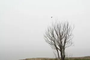 Images Dated 1st June 2017: Moody landscape with tree and black bird