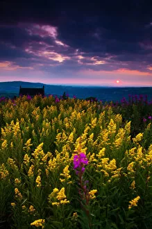 Moody sunset with flowers, English Peak District