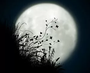 Images Dated 13th November 2011: Full moon