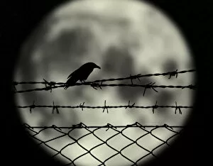 Images Dated 1st October 2013: Full moon crow
