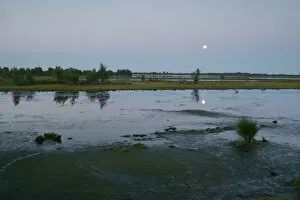 Dutch Gallery: Full moon in Dutch raised bog reserve Bargerveen, Netherlands, Europe