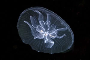 Images Dated 4th May 2013: Moon jelly -Aurelia aurita-, here a mutation with seven gonads instead of four, Black Sea, Crimea