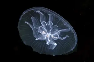 Cnidarian Prints: Moon jelly -Aurelia aurita-, here a mutation with seven gonads instead of four
