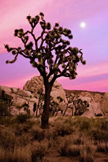 Land Collection: Full moon and a Joshua tree against a pink sky