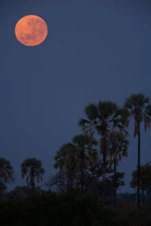 Outer Space Gallery: Moon over palms, Botswana