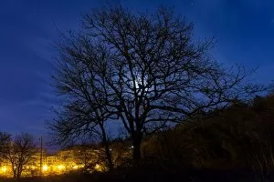 Images Dated 31st January 2015: Moon Rise behind Tree Silhouette