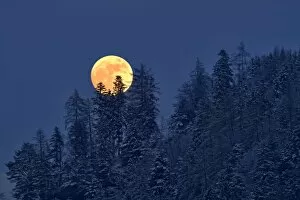 Images Dated 15th January 2014: The full moon rising over a winter forest, Tyrol, Austria