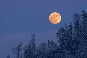 Evening Light Gallery: The full moon rising over a winter forest, Tyrol, Austria