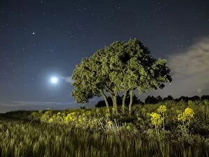 Images Dated 22nd May 2015: Moon and stars illuminating a green wheat field