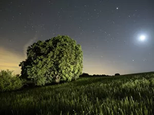 Images Dated 22nd May 2015: Moon and stars illuminating a green wheat field