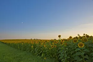 Moonrise over a sunflower field near Pforzheim, Baden-Wuerttemberg, Germany, Europe