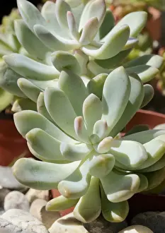 Spermatophyta Prints: Moonstones or Sugar Almond Plant -Pachyphytum oviferum-, succulent