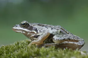Images Dated 12th May 2011: Moor frog -Rana arvalis-, Emsland, Germany, Europe