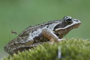 Moor frog -Rana arvalis-, Emsland, Germany, Europe