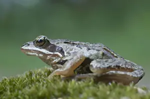 Anura Prints: Moor frog -Rana arvalis-, Emsland, Germany, Europe