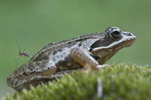 Anura Prints: Moor frog -Rana arvalis-, Emsland, Germany, Europe