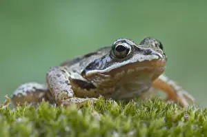 Moor frog -Rana arvalis-, Emsland, Germany, Europe