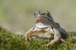 Anura Prints: Moor frog -Rana arvalis-, Emsland, Germany, Europe