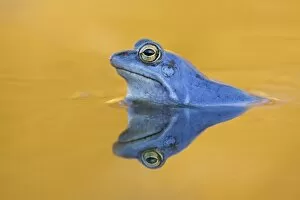 Moor Frog -Rana arvalis-, male, Mittelelbe, Saxony-Anhalt, Germany